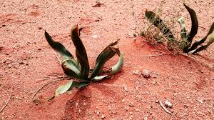 Image result for Drimia hockii