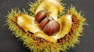 Check spelling or type a new query. To Save Iconic American Chestnut Researchers Plan Introduction Of Genetically Engineered Tree Into The Wild Science Aaas