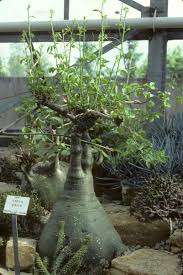 Image result for Adenia glauca