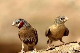 Finch Very Small Birds Of South Africa Pin Em Birds Of South Africa I D Like On The Life List