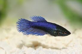 Female Betta Fish The Queen Of The Aquarium Fishkeeping World