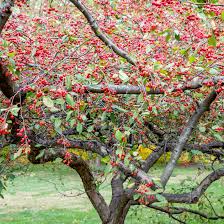 Disease resistance involves genetic resistance to infection by disease. How To Grow Flowering Crabapple Trees