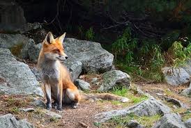 Maybe you would like to learn more about one of these? What Do Foxes Not Like That Repels Them Need To Keep Foxes Away