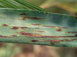 Image result for rez rzivost ostru%u017Einy