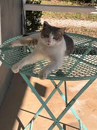 Did someone loose a cute grey and white cat?