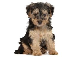 Petland dallas does a deep sanitizing of all areas twice daily and sanitizes in between each customer and puppy interaction. 1 Yorkiepoo Puppies For Sale In Texas Uptown