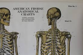 American Frohse Human Anatomy Wall Chart Plate 1 Skeletal System