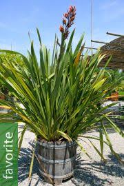 Image result for Dipsacus pinnatifidus