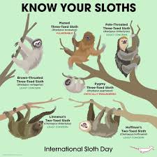 Peppermint Narwhal On Instagram Know Your Sloths Internationalslothday Sloth Animalholiday Pe Animal Conservation Animal Mashups Fun Facts About Animals