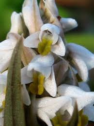 Image result for Zeuxine