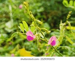 Image result for Tephrosia aequilata