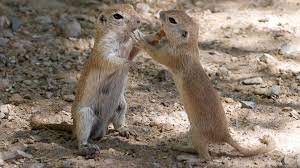 Pictures of arizona ground squirrels. The Art Of Paying Attention Round Tailed Ground Squirrels Azpm