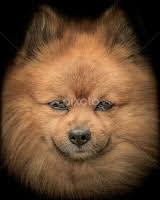 Stock Image Search Results