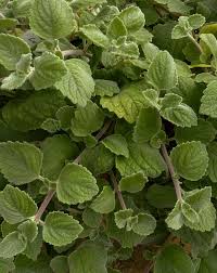 Image result for Plectranthus alboviolaceus