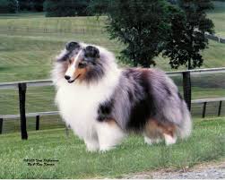 They require a good brushing a few times a week to remove loose fur, work out tangles. Blue Merle Sheltie Puppies