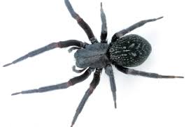 How to move to australiawhat to packhow much money to take with youhow many spiders are thereare the sharks everywhere 10 Most Venomous Spiders In Australia Travel Earth