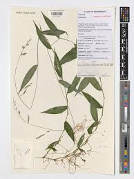 Image result for Poecilostachys