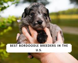 Maybe you would like to learn more about one of these? 5 Best Bordoodle Breeders In The U S 2021 We Love Doodles