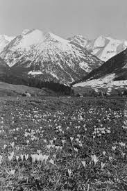 Fruhling Bilder Landschaftsbilder Schwarz Weiss