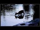 As the Deer - , the free encyclopedia