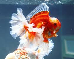 Aqua Artist On Instagram Goldfishtank Goldfish Aquarium Oranda Goldfish Fantail Goldfish
