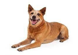 Uncertain About The Red Heeler Here S What You Need To Know K9 Web