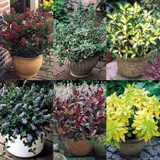 With hundreds of varieties, there's a beautiful blooming bush for every taste! Dwarf Evergreen Shrubs Evergreen Shrubs Small Evergreen Shrubs Shrubs For Landscaping