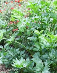 They should be laid bare for the sunshine to see! Growing Celery Two Ways