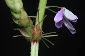 Image result for Desmodium intortum