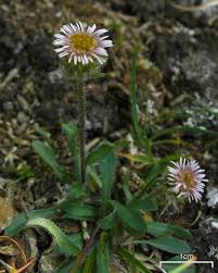 Image result for Erigeron schimperi