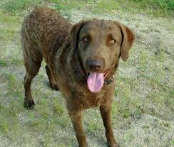 Chesapeake bay retriever puppies for sale uk. Chesapeake Bay Retriever Relief Rescue Cbr Dog Adoptions