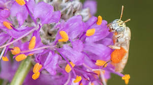 Image result for Isoglossa perdita