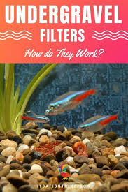 What Is An Undergravel Filter How Do They Work Are They Any Good Do They Suit Some Home Aquariums And F Fish Care Freshwater Aquarium Plants Betta Fish Tank