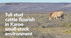 Image result for Plinthus karooicus