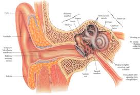 How To Clean The Ear Wax Tinnitus Symptoms Tinnitus Remedies The Cure