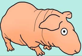 You can refer to the punnett square cheat sheet attached at the end of this worksheet to help you solve the different types of problems. Http Www Stjohns Chs Org Science Nkjennings Courses Biology Amoeba Sisters Monohybrid Pdf