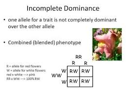 Alleles aren't always fully dominant or recessive to one another, but may instead display codominance or incomplete dominance. What Is Codominance Quora
