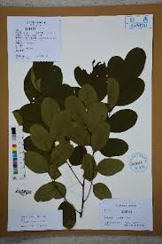 Image result for Dalbergia bracteolata