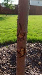 Maybe you would like to learn more about one of these? What Should I Do For Unknown Tree Bark Injury On A Chinese Pistache Gardening Landscaping Stack Exchange