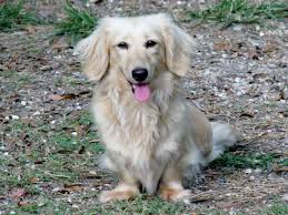 Summer Cream Long Haired Mini Dachshund Mini Dachshund Dachshund Best Dogs