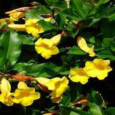 Image result for Allamanda schottii