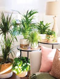 Decoración de salones con plantas. 30 Plantas De Interior Resistentes Y Faciles De Mantener Plantas De Interior Resistentes Plantas De Interior Plantas De Jade