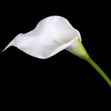 Arum Artificiel Blanc Wedding Arum Fond Noir Fleurs Artificielles