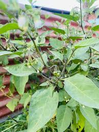 Image result for Ozoroa nigricans