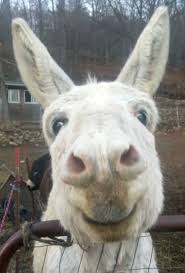 Pin By Morgan Wuenscher On Animal Instinct Cute Animals Animals Funny Animals