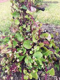 Image result for Basella