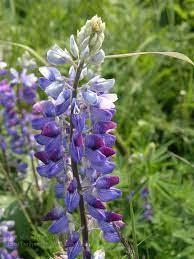Pin On Lupines