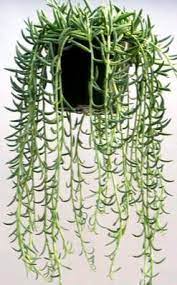 Have you ever looked at a cactus and wondered to yourself if it was edible and what it might taste like? 14 Cacti And Succulents That Hang Or Trail With Pictures Succulent Plant Care