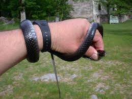 Image result for ZMIJA