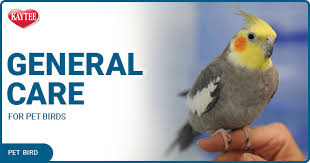 We did not find results for: General Care For Pet Birds